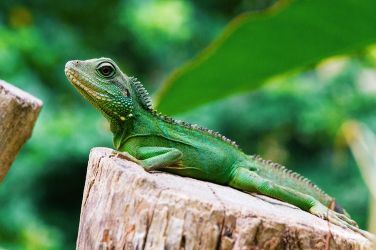 Iguana en su hábitat