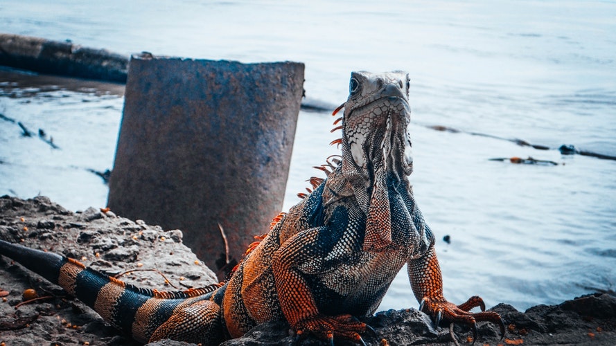 Iguana 1