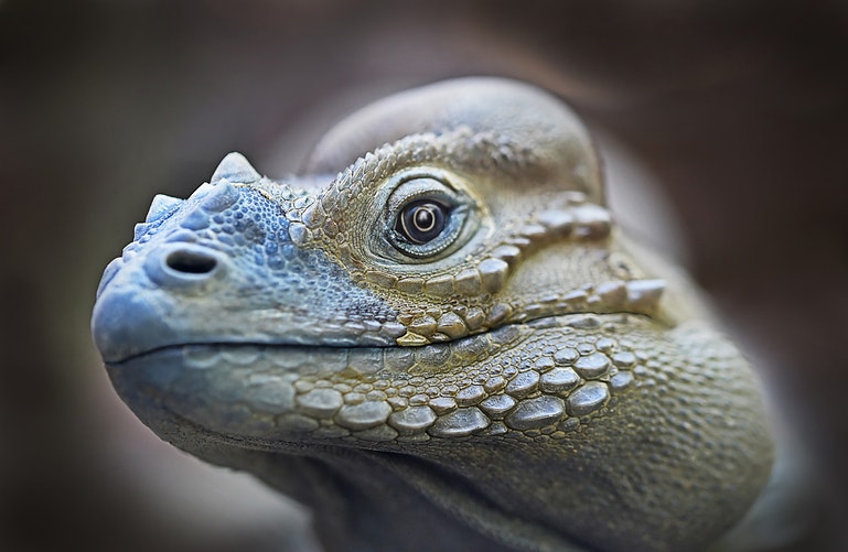 Iguana 2