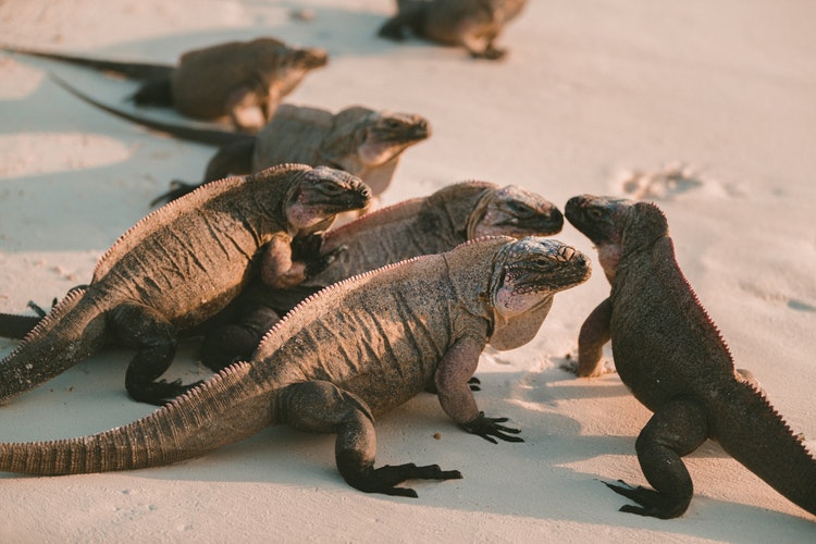 Iguana 3