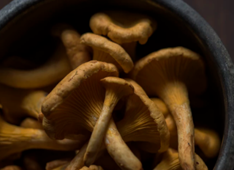 Hongos